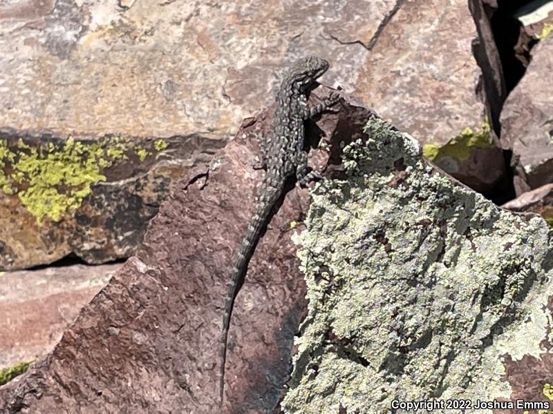 Schott's Tree Lizard (Urosaurus ornatus schottii)