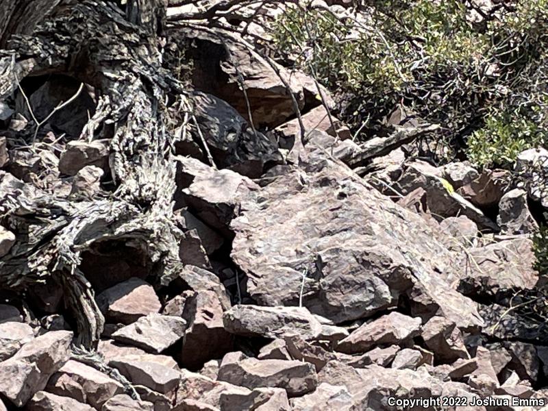 Schott's Tree Lizard (Urosaurus ornatus schottii)