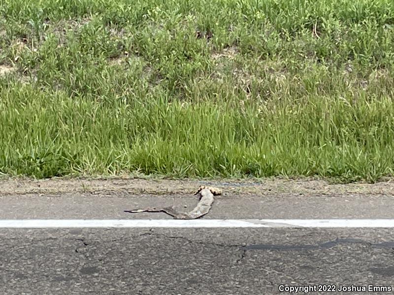 Bullsnake (Pituophis catenifer sayi)