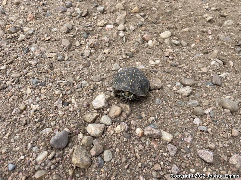 Ornate Box Turtle (Terrapene ornata ornata)