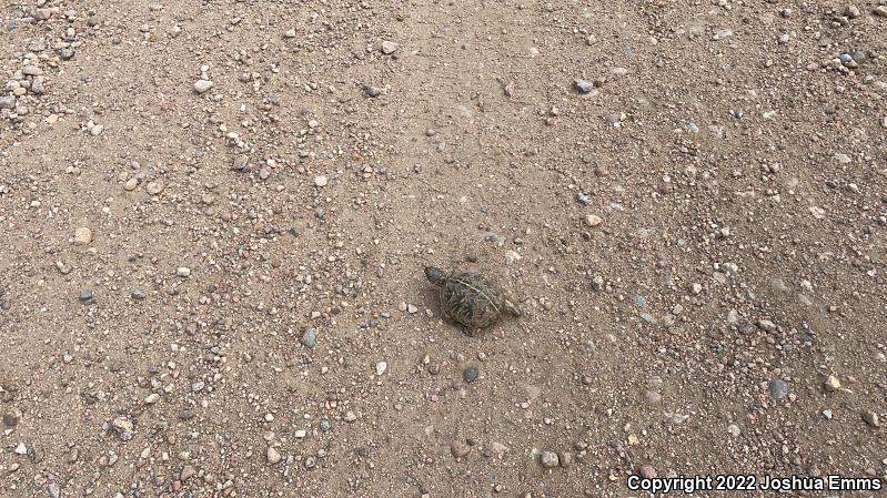 Ornate Box Turtle (Terrapene ornata ornata)