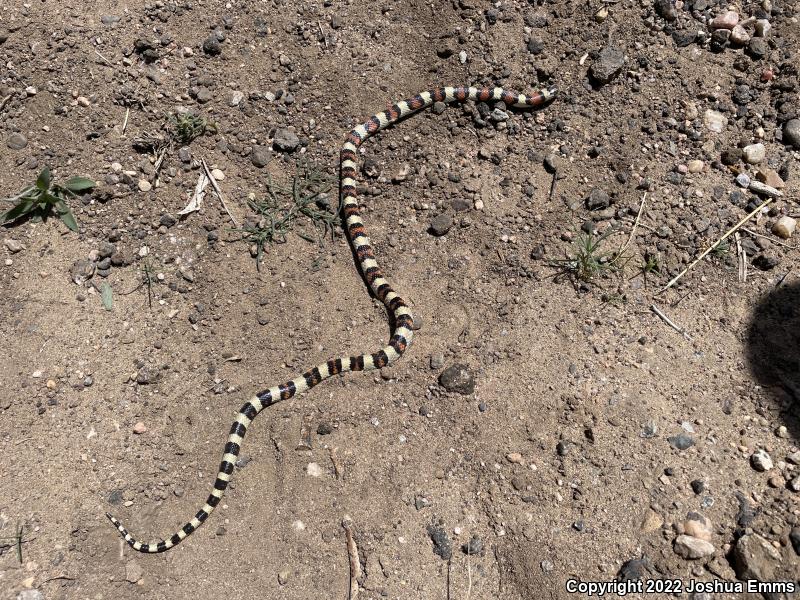 Central Plains Milksnake (Lampropeltis triangulum gentilis)