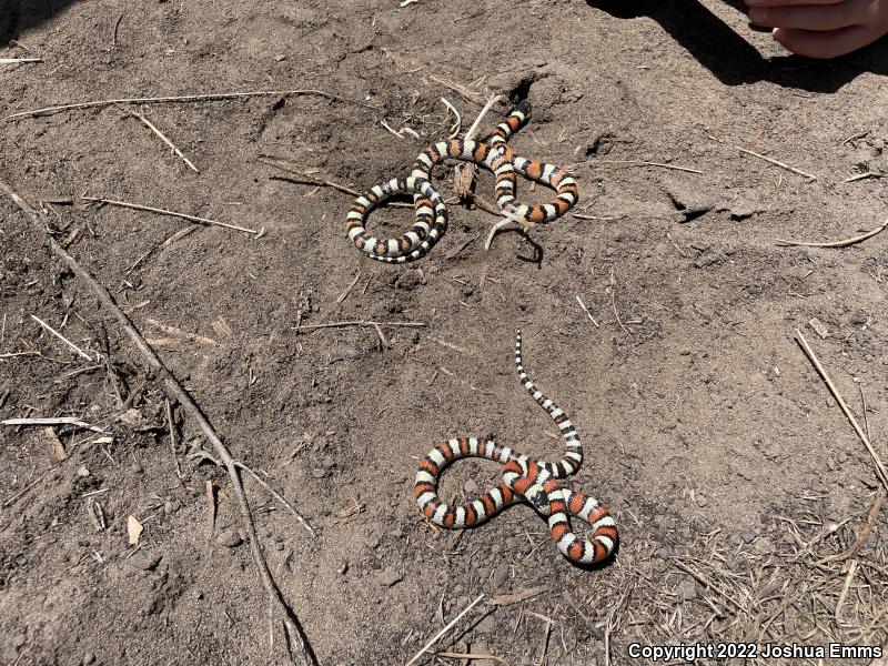 Central Plains Milksnake (Lampropeltis triangulum gentilis)