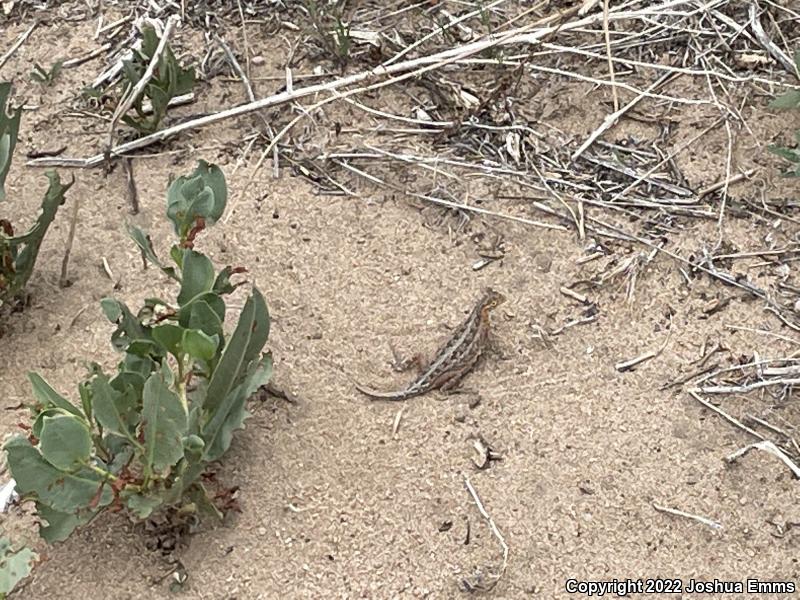 Speckled Earless Lizard (Holbrookia maculata approximans)