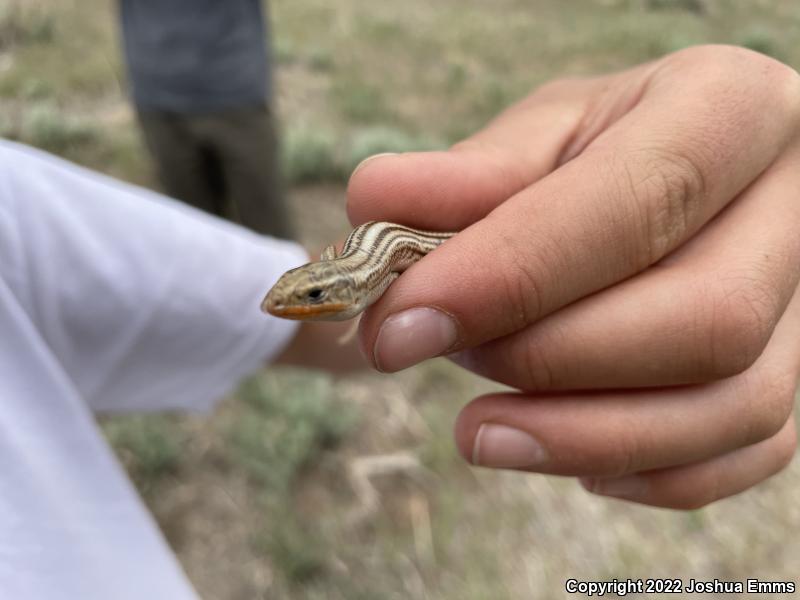 Northern Many-lined Skink (Plestiodon multivirgatus multivirgatus)