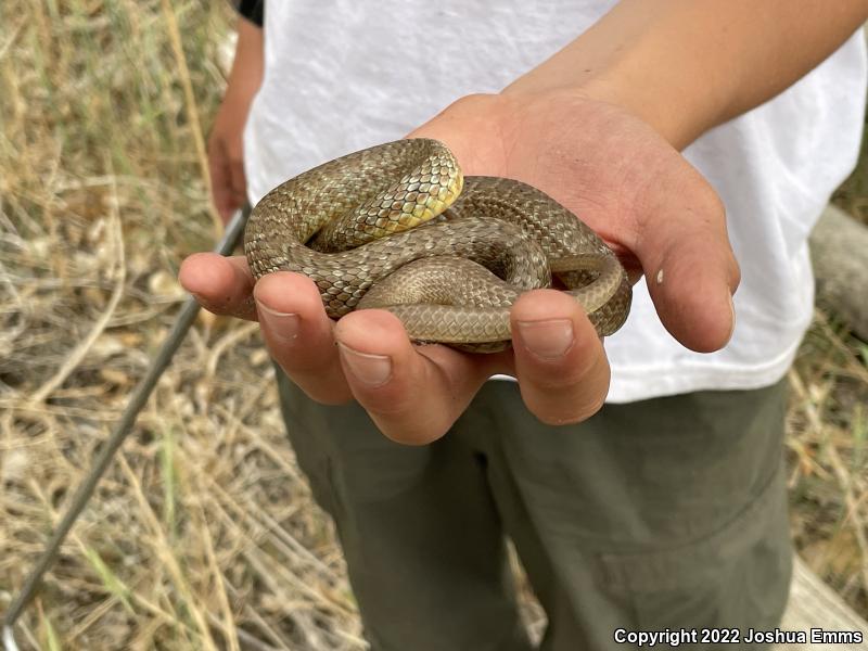 Eastern Yellow-bellied Racer (Coluber constrictor flaviventris)