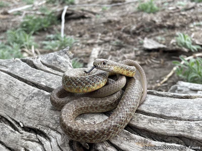 Eastern Yellow-bellied Racer (Coluber constrictor flaviventris)