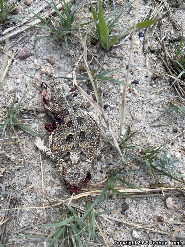 Hernandez's Short-horned Lizard (Phrynosoma hernandesi hernandesi)