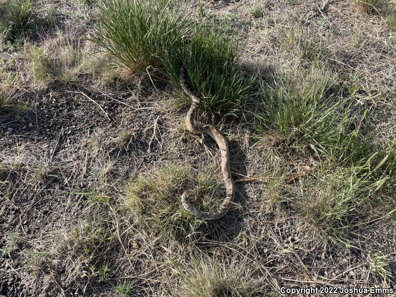 Bullsnake (Pituophis catenifer sayi)