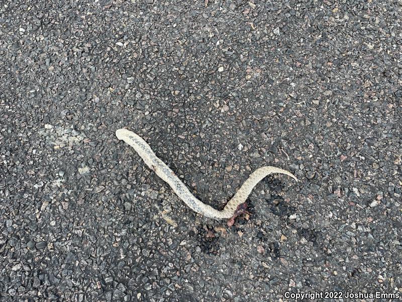 Plains Hog-nosed Snake (Heterodon nasicus)