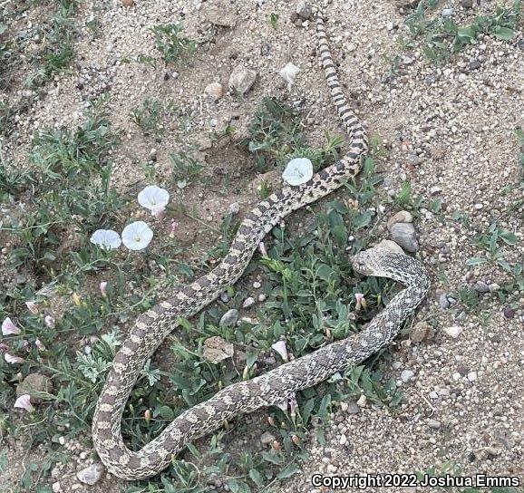 Bullsnake (Pituophis catenifer sayi)