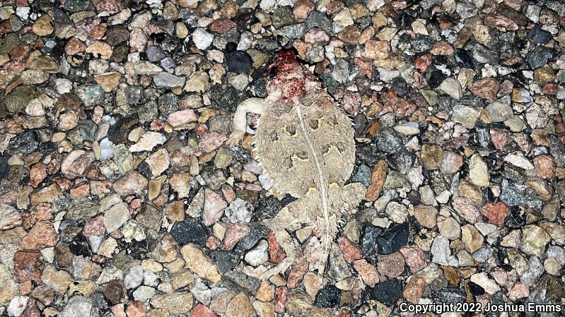 Texas Horned Lizard (Phrynosoma cornutum)