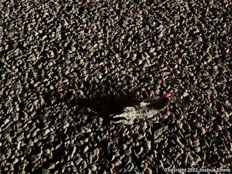 Texas Horned Lizard (Phrynosoma cornutum)