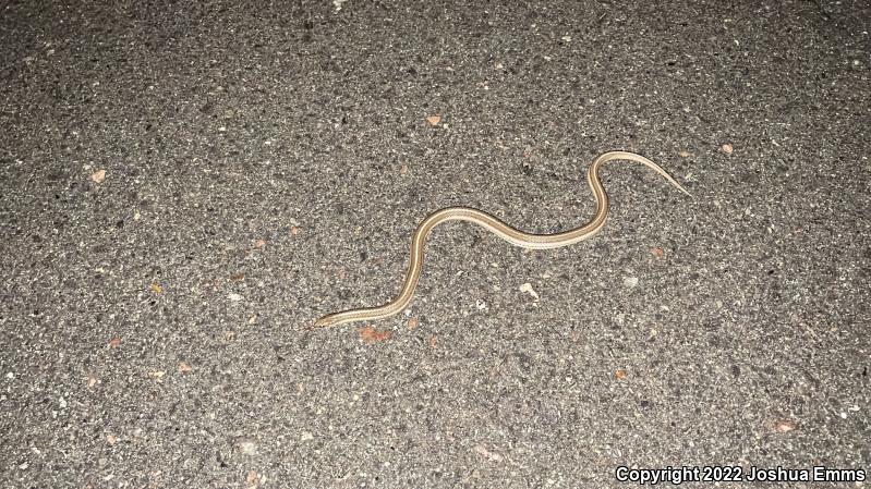 Lined Snake (Tropidoclonion lineatum)