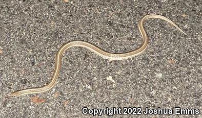 Lined Snake (Tropidoclonion lineatum)