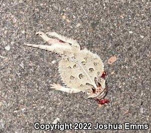 Texas Horned Lizard (Phrynosoma cornutum)