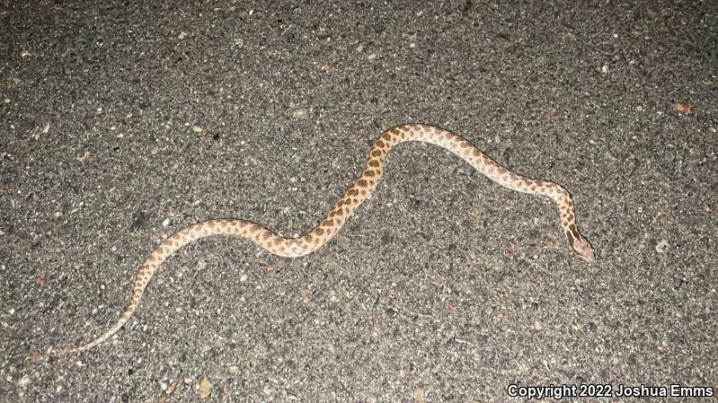 Texas Nightsnake (Hypsiglena jani texana)