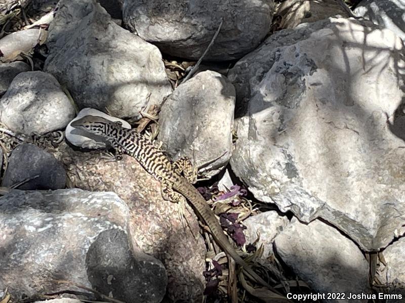 Common Checkered Whiptail (Aspidoscelis tesselata)