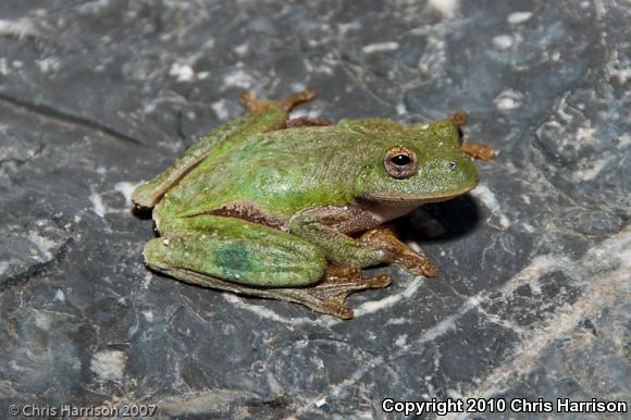 Small-eared Treefrog (Ecnomiohyla miotympanum)