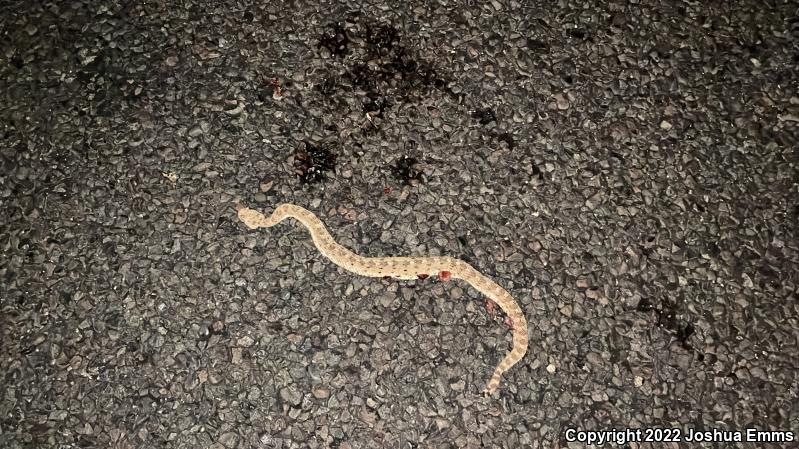 Sonoran Sidewinder (Crotalus cerastes cercobombus)