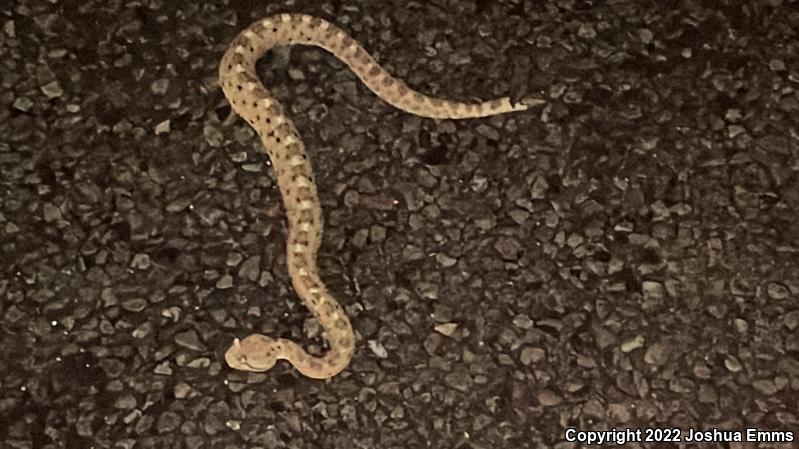 Sonoran Sidewinder (Crotalus cerastes cercobombus)