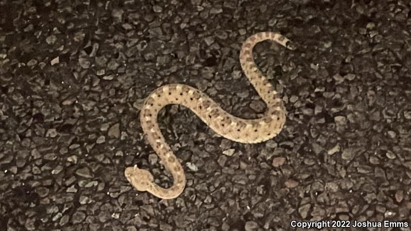 Sonoran Sidewinder (Crotalus cerastes cercobombus)