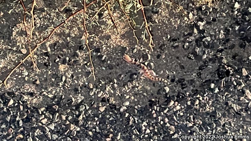 Tucson Banded Gecko (Coleonyx variegatus bogerti)