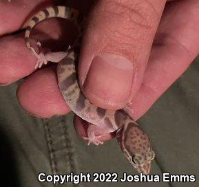 Tucson Banded Gecko (Coleonyx variegatus bogerti)