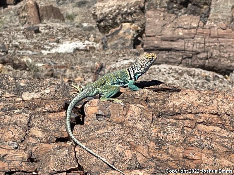 Eastern Collared Lizard (Crotaphytus collaris)