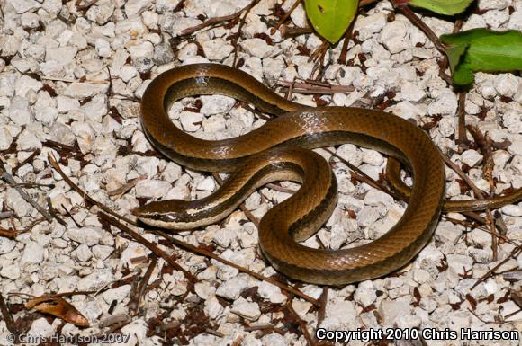 Black-striped Snake (Coniophanes imperialis clavatus)