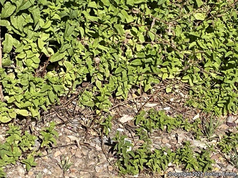 New Mexico Whiptail (Aspidoscelis neomexicana)