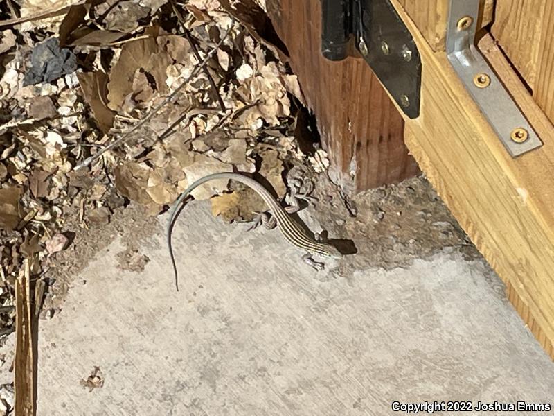 New Mexico Whiptail (Aspidoscelis neomexicana)