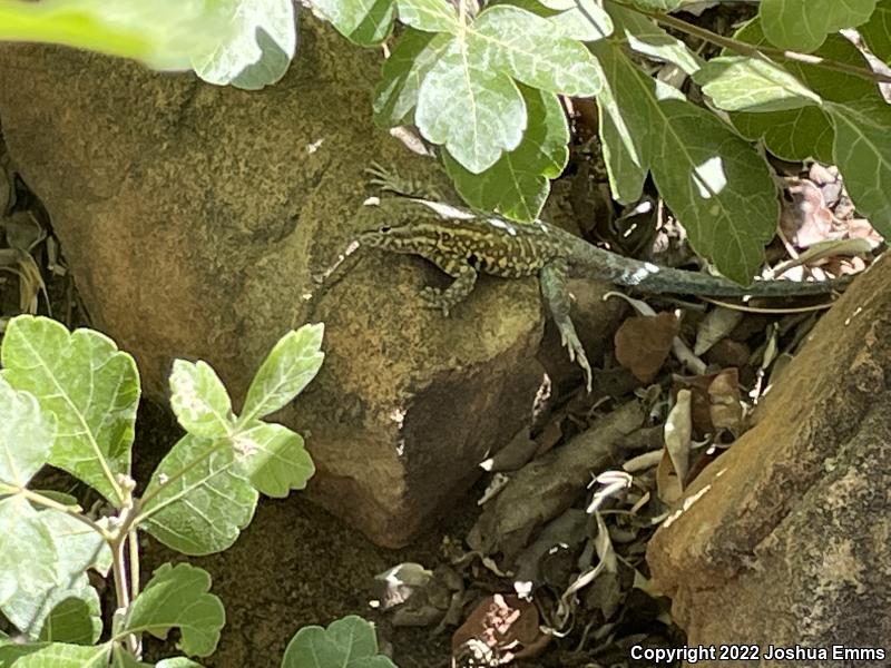 Eastern Side-blotched Lizard (Uta stansburiana stejnegeri)