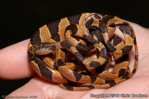 Cope's Blunthead Tree Snake (Imantodes cenchoa leucomelas)