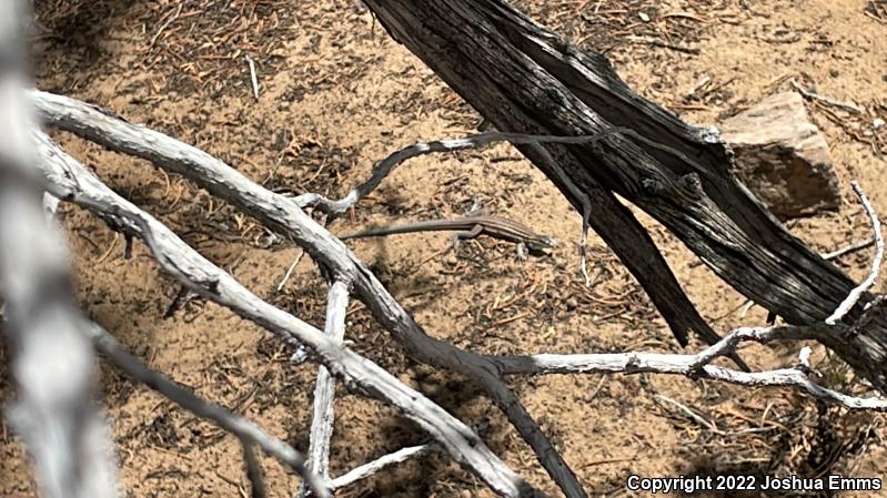 Plateau Striped Whiptail (Aspidoscelis velox)