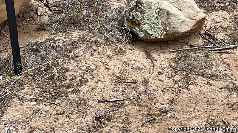 Plateau Striped Whiptail (Aspidoscelis velox)