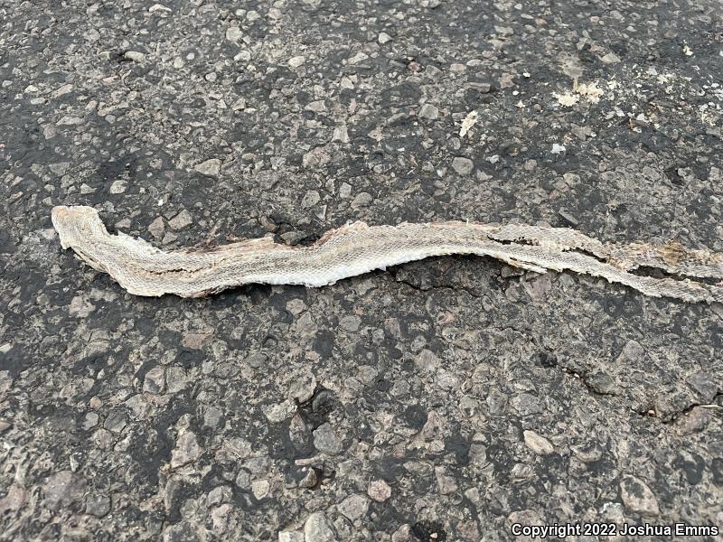 Painted Desert Glossy Snake (Arizona elegans philipi)