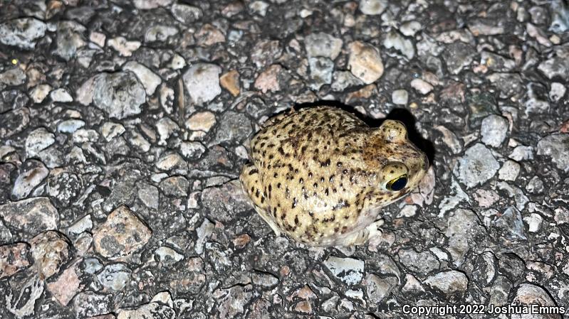 Couch's Spadefoot (Scaphiopus couchii)