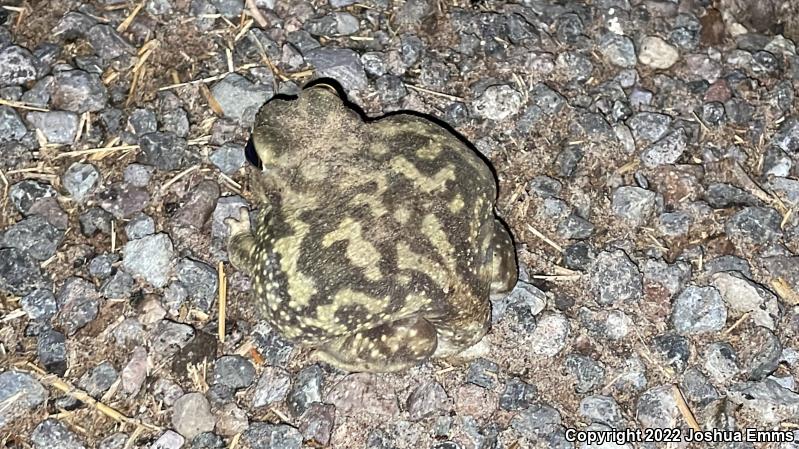 Couch's Spadefoot (Scaphiopus couchii)