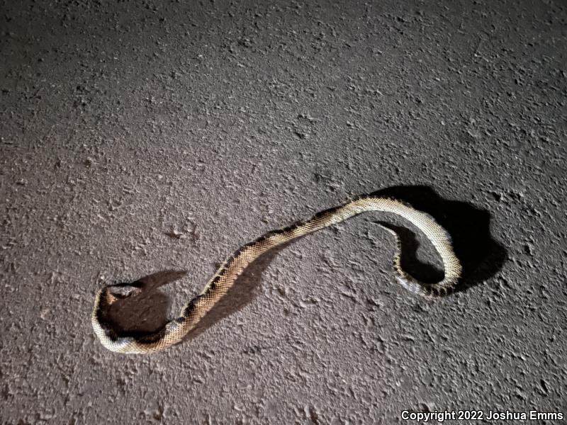 Desert Kingsnake (Lampropeltis getula splendida)