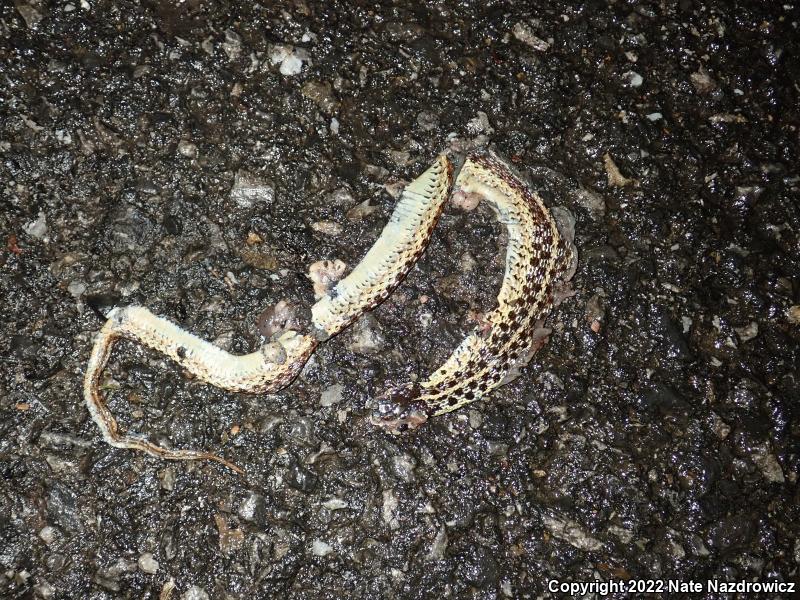 Eastern Gartersnake (Thamnophis sirtalis sirtalis)