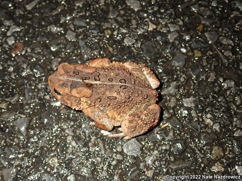 Eastern American Toad (Anaxyrus americanus americanus)