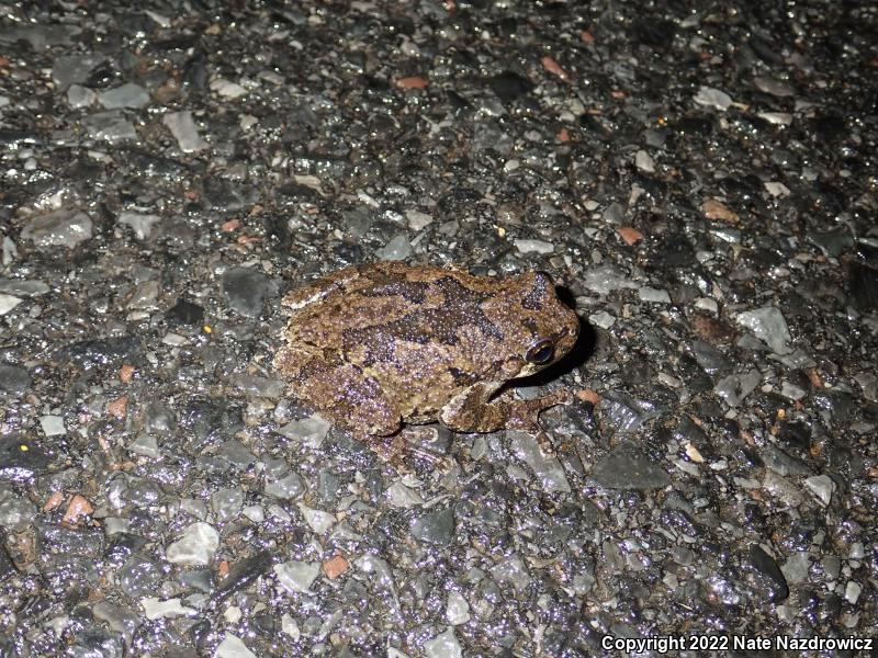 Gray Treefrog (Hyla versicolor)