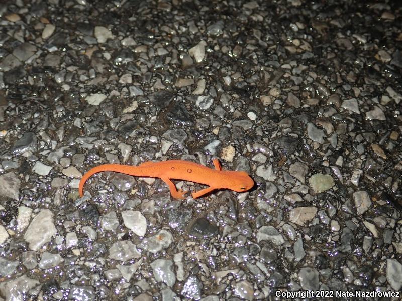 Red-Spotted Newt (Notophthalmus viridescens viridescens)