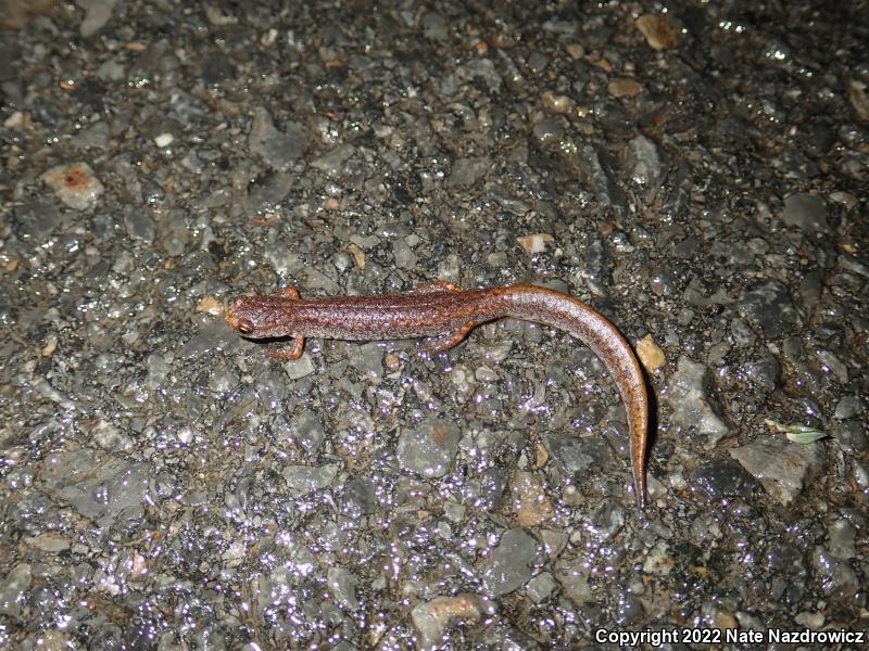 Four-toed Salamander (Hemidactylium scutatum)