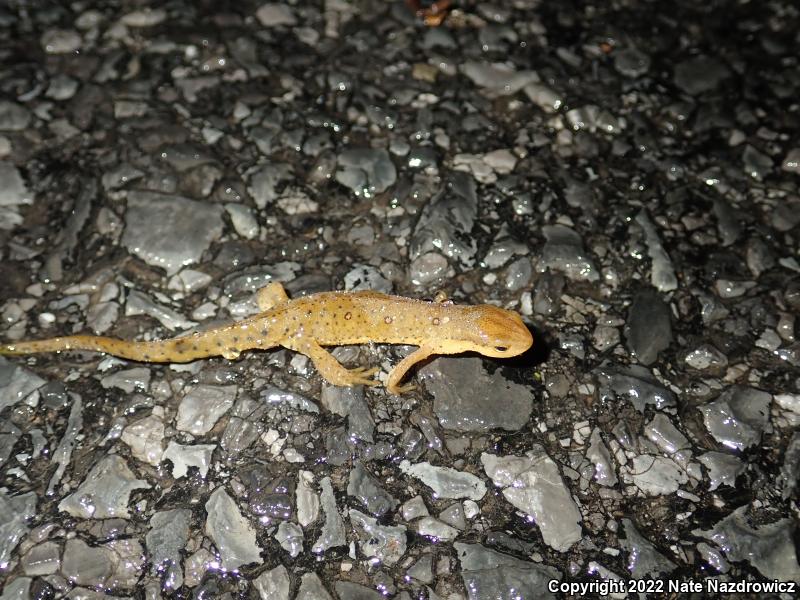 Red-Spotted Newt (Notophthalmus viridescens viridescens)