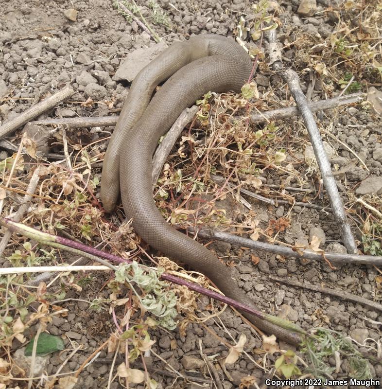 Northern Rubber Boa (Charina bottae)