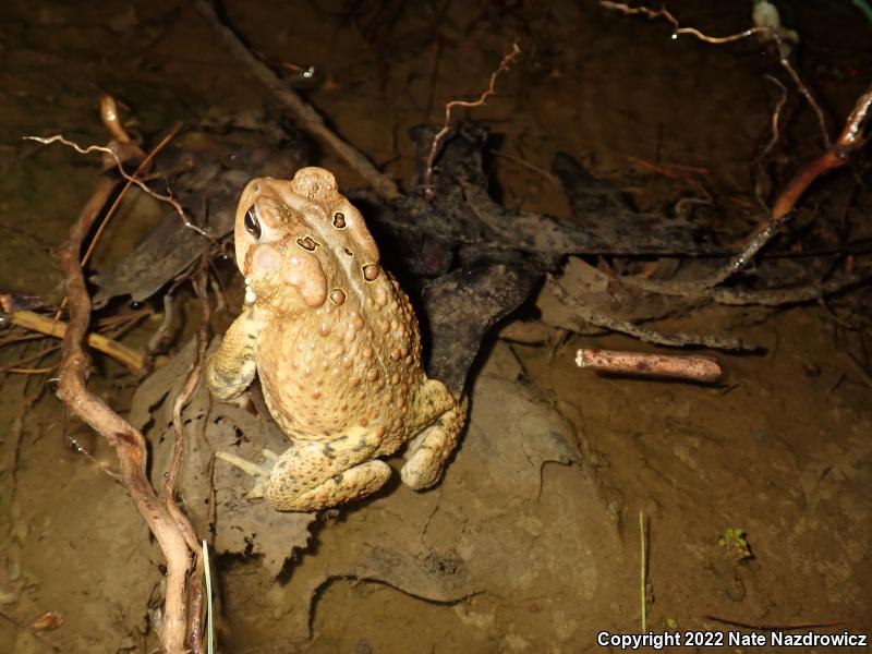 Eastern American Toad (Anaxyrus americanus americanus)