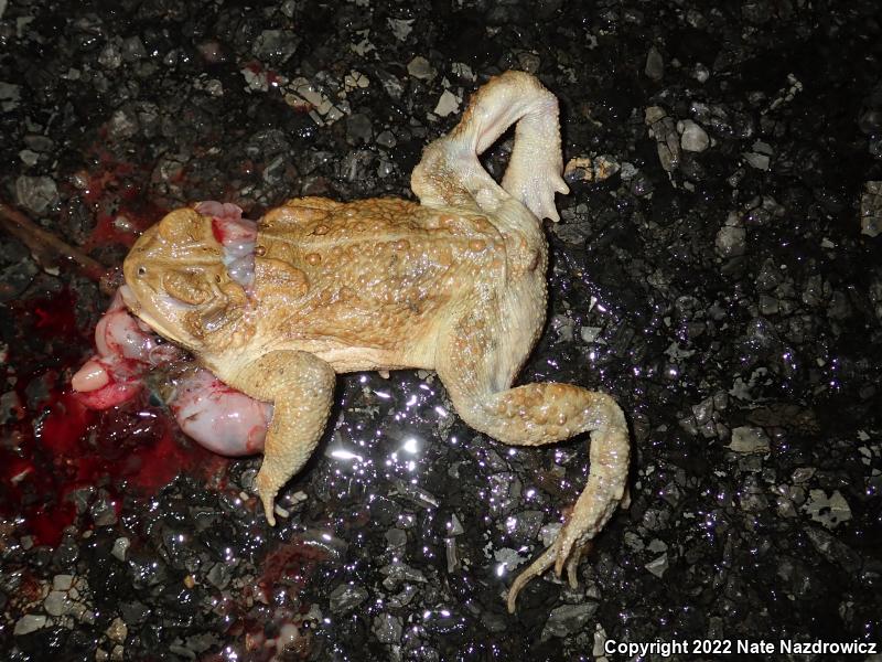 Eastern American Toad (Anaxyrus americanus americanus)