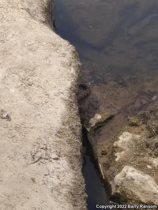 Midland Watersnake (Nerodia sipedon pleuralis)